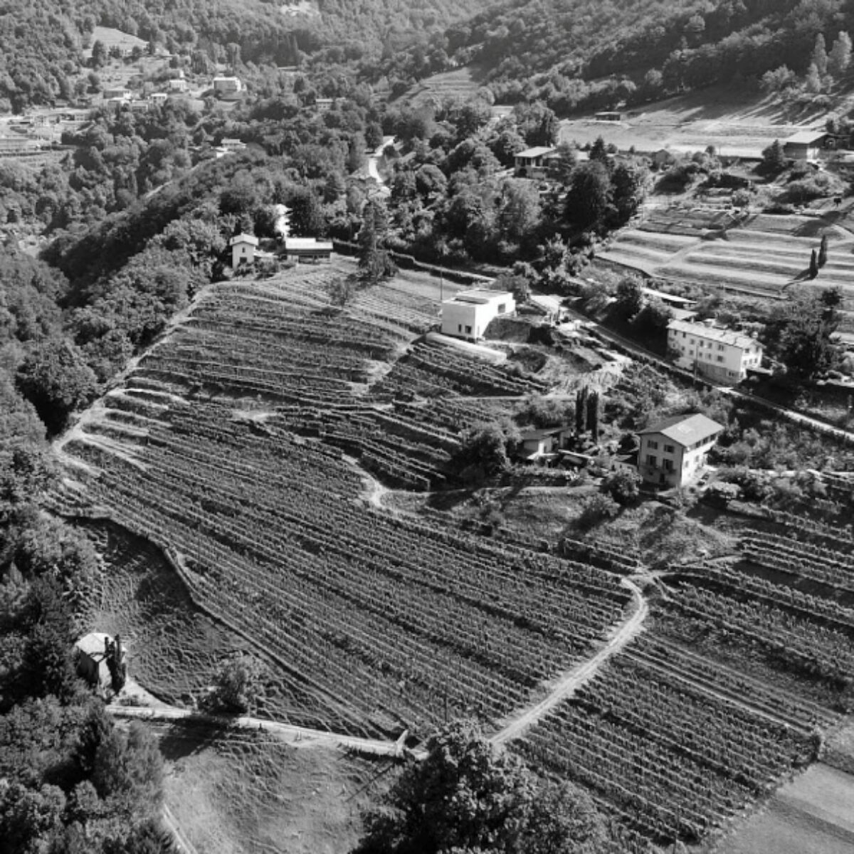 Cantina azienda agricola Bianchi, Arogno